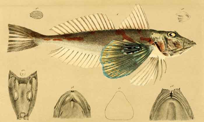 Chelidonichthys kumu