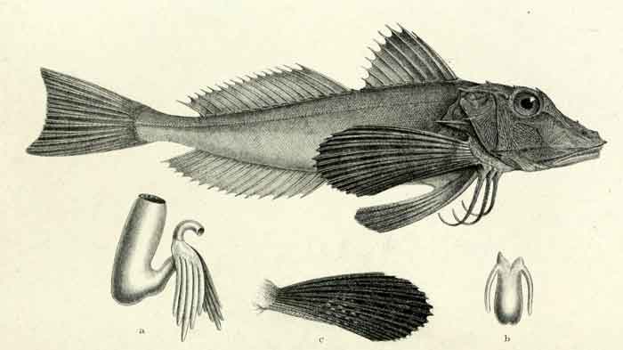 Chelidonichthys lucerna