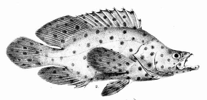 Chromileptes altivelis