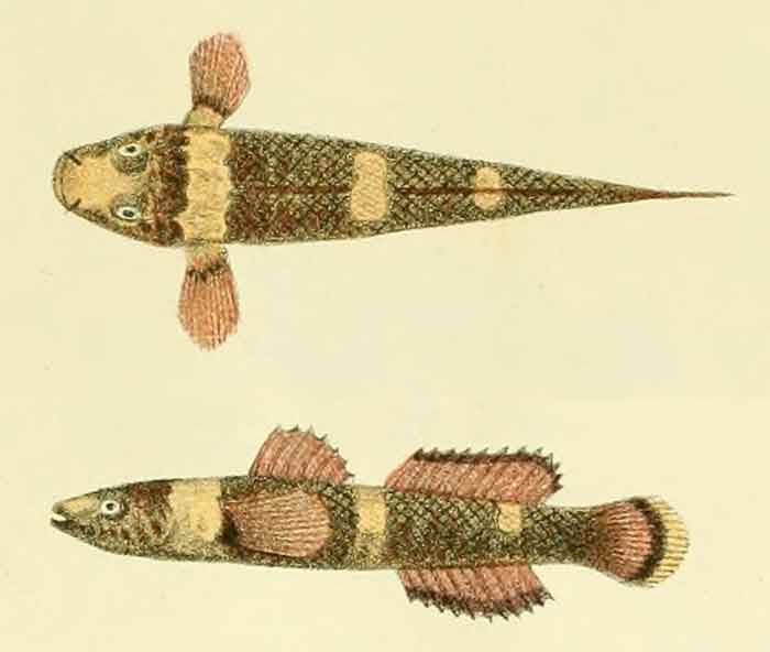 Chromogobius quadrivittatus 