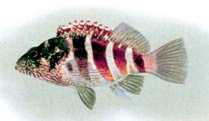 Cirrhitops fasciatus