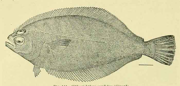 Citharichthys sordidus