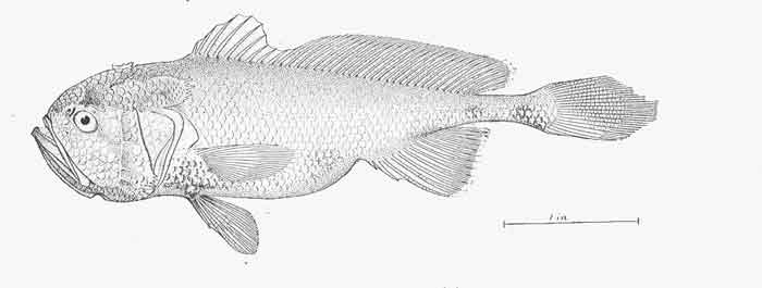 Collichthys lucidus 