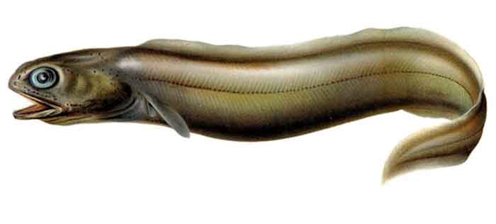 Coloconger raniceps 