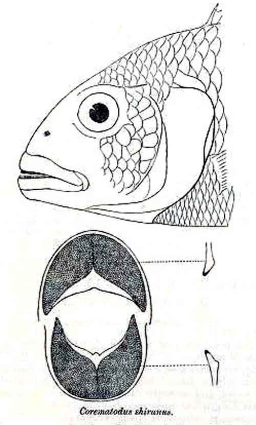 Corematodus shiranus