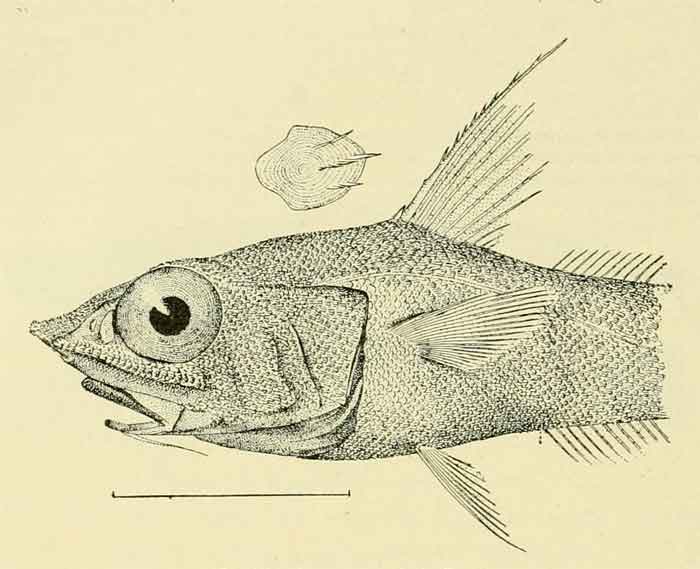 Coryphaenoides acrolepis