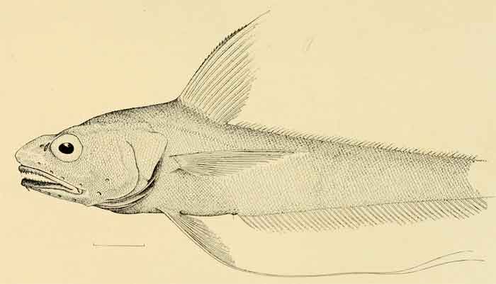 Coryphaenoides longifilis