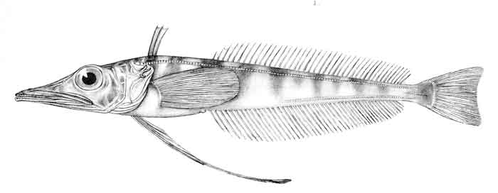 Cryodraco atkinsoni