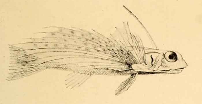 Dactyloptena orientalis