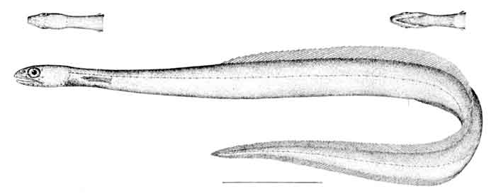 Derichthys serpentinus