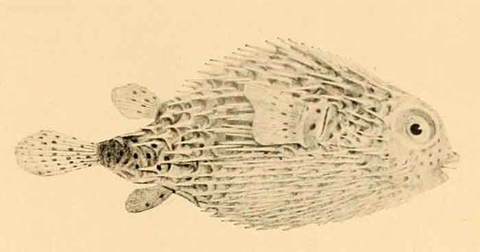 Diodon hystrix