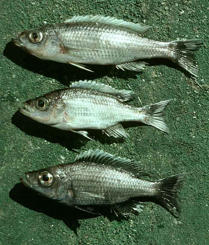 Diplotaxodon