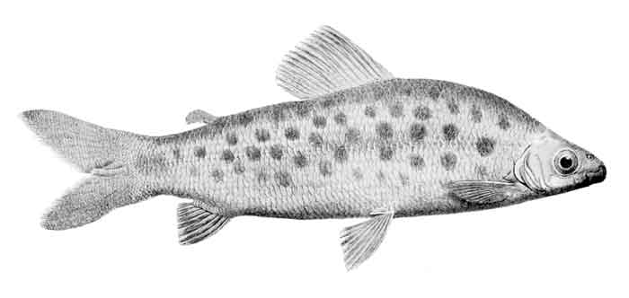 Distichodus maculatus