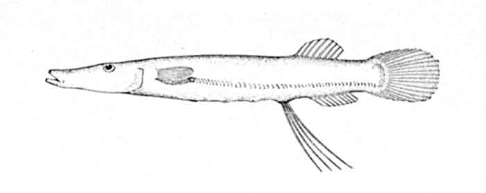 Dolichopteryx longipes