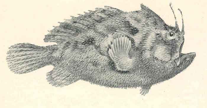 Echinophryne mitchellii