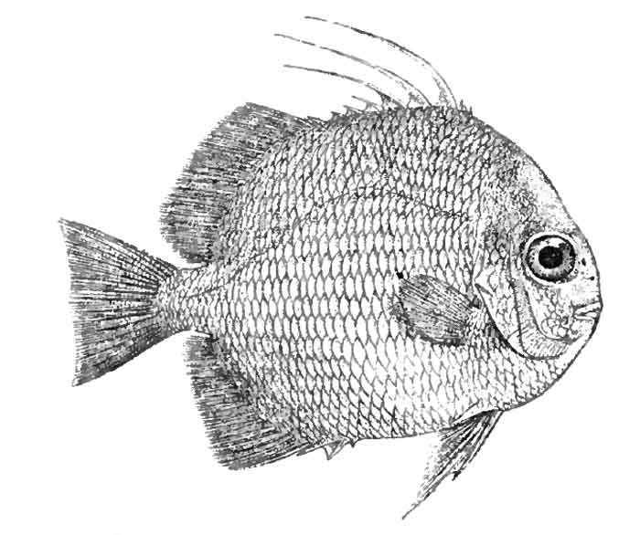 Ephippus orbis