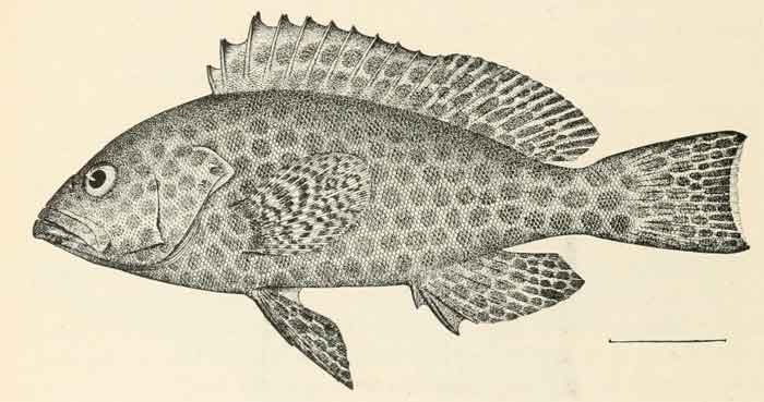 Epinephelus areolatus