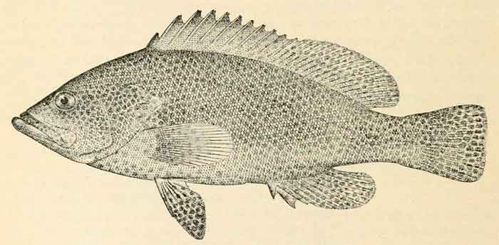 Epinephelus chlorostigma