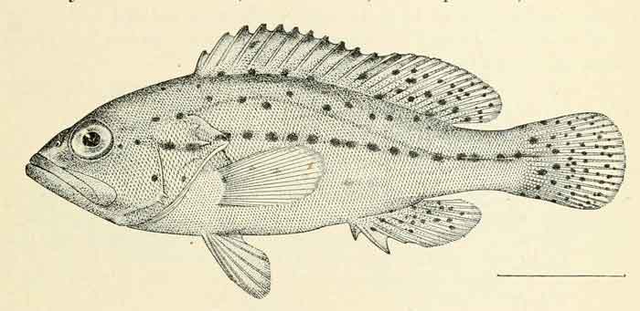 Epinephelus epistictus