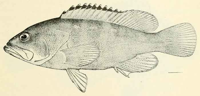 Epinephelus fasciatus