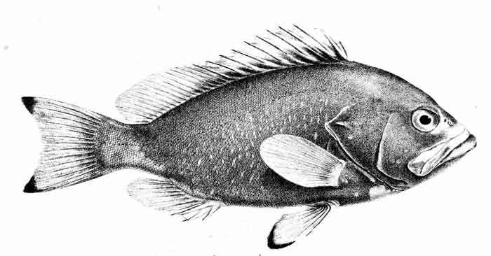 Epinephelus flavocaeruleus