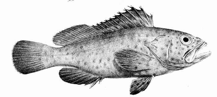 Epinephelus guttatus