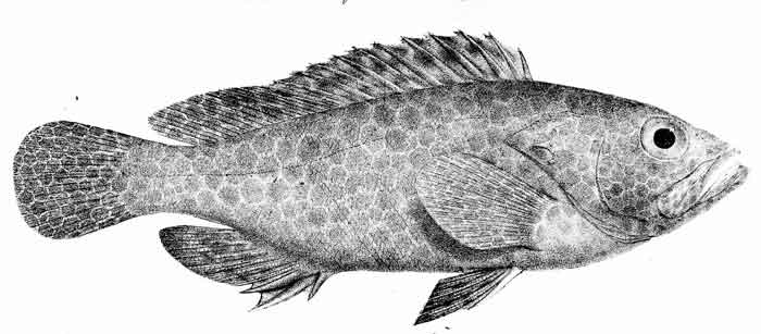 Epinephelus hexagonatus