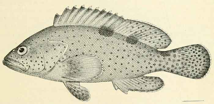 Epinephelus longispinis