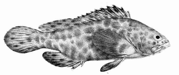 Epinephelus merra