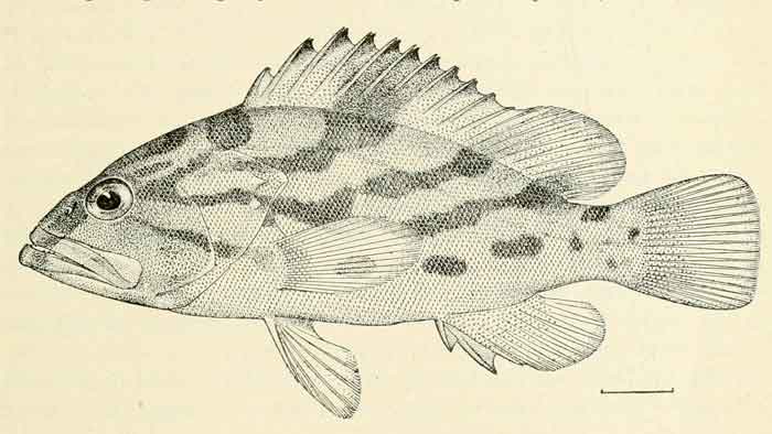 Epinephelus morrhua