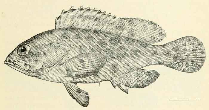 Epinephelus quoyanus