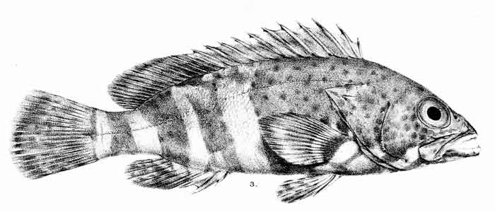 Epinephelus stoliczkae 