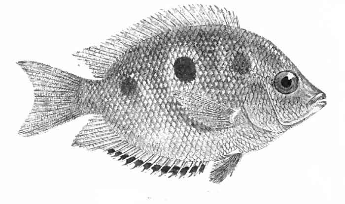 Etroplus maculatus