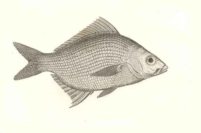 Eugerres lineatus