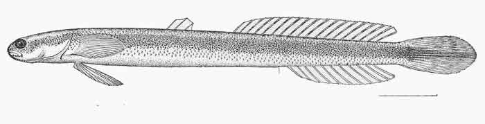 Eutaeniichthys gillii 