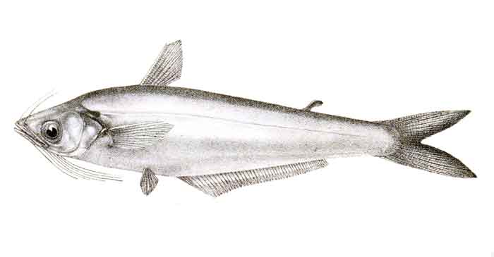 Eutropiichthys vacha 