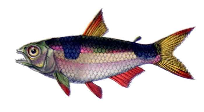 Exodon paradoxus