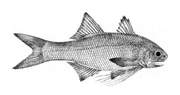 Filimanus heptadactyla