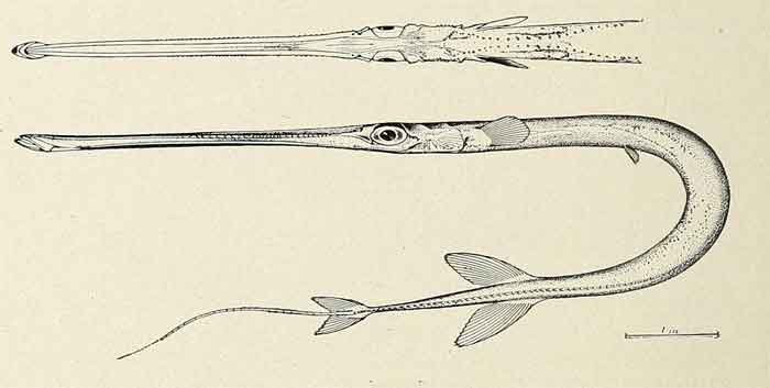 Fistularia petimba