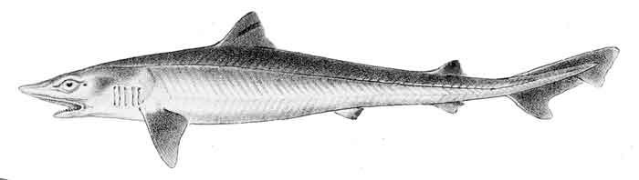 Galeorhinus galeus