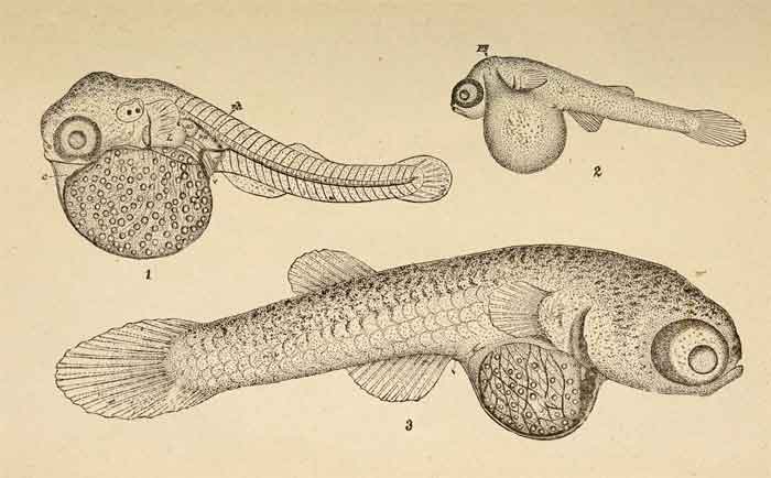 Gambusia affinis 