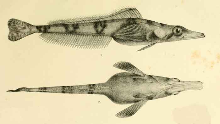 Gerlachea australis