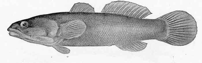 Gillichthys mirabilis 