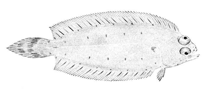 Glyptocephalus cynoglossus