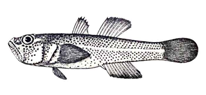 Gobiopterus stellatus