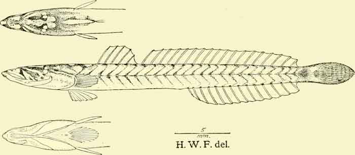 Gobitrichinotus radiocularis