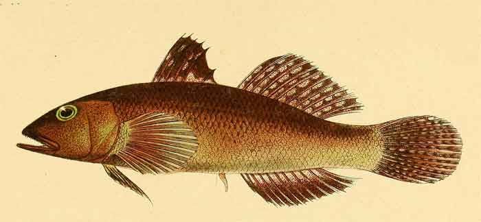 Gobius hypselosoma