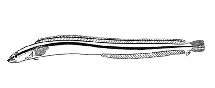 Gunnellichthys copleyi 