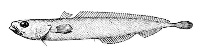 Halargyreus johnsonii