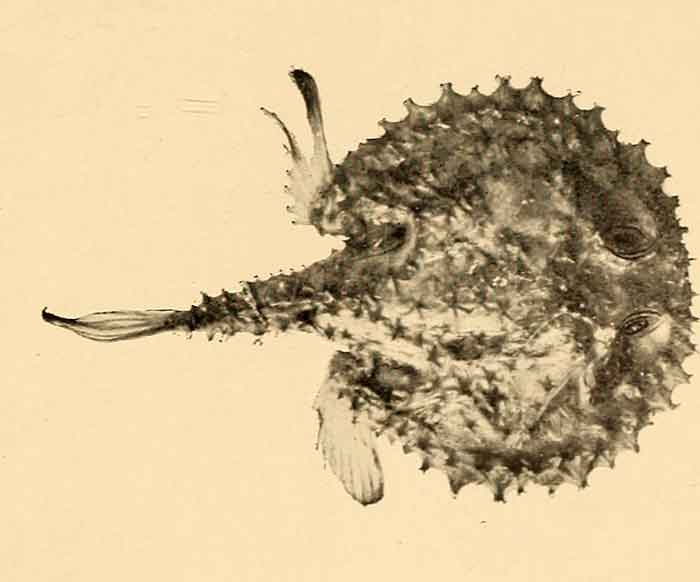 Halieutaea fitzsimonsi